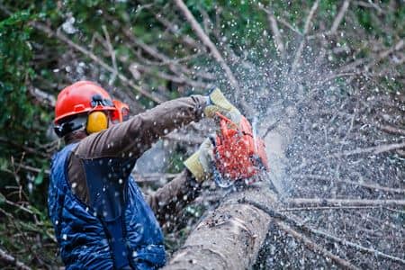 Tree Removal Thumbnail