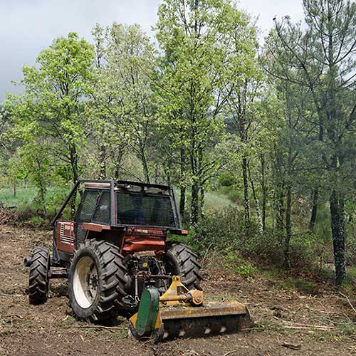 Forestry Clearing