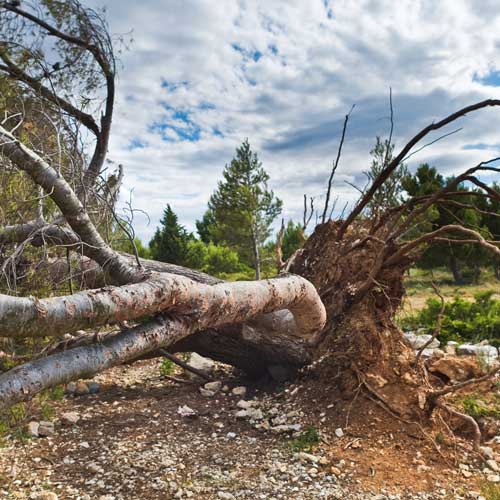 Tree Removal